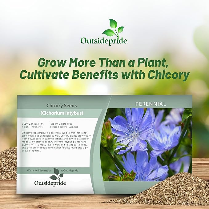 Outsidepride 5 lb. Perennial Chicory Flower Seeds for Planting