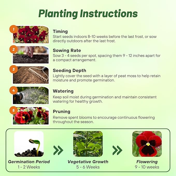 Outsidepride 2000 Seeds Viola Pansy Red Alpenglow Flower Seeds for Planting