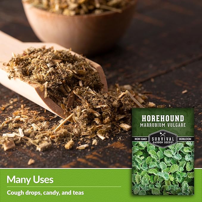 Horehound Seed for Planting - 3 Packets with Instructions to Plant and Grow Beneficial Marrubium Medicinal Herbs in Your Home Vegetable Garden - Non-GMO Heirloom Variety - Survival Garden Seeds