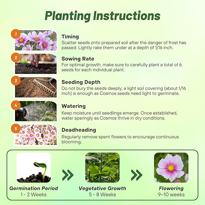 Outsidepride 2000 Seeds Annual Cosmos Bipannatus Day Dream Pink Cut Flower Seeds for Planting