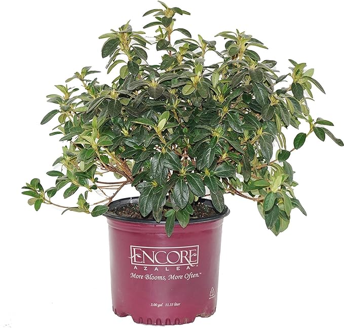 Azalea Encore Autumn Twist (Reblooming Azalea) Shrub, RB white/purple, #3 - Size Container