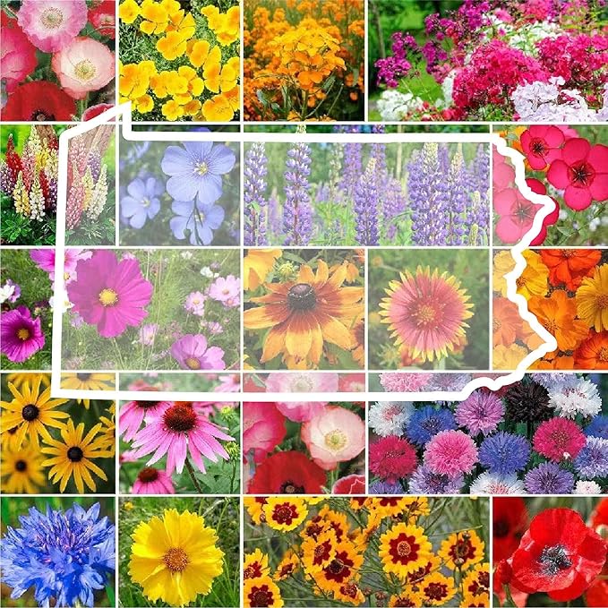Eden Brothers Pennsylvania Wildflower Mixed Seeds for Planting, 1 lb, 480,000+ Seeds with Coreopsis, Lupine | Attracts Pollinators, Plant in Spring or Fall, Zones