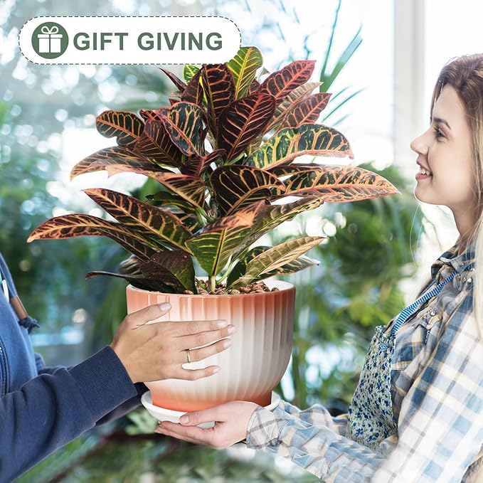 8 Inch Plant Pot, Ceramic Planter with Drainage and Saucer, Ceramic Pots for Plants, Indoor Plant pots,Ceramic Flower pots(Orange+ White, Plants NOT Included)