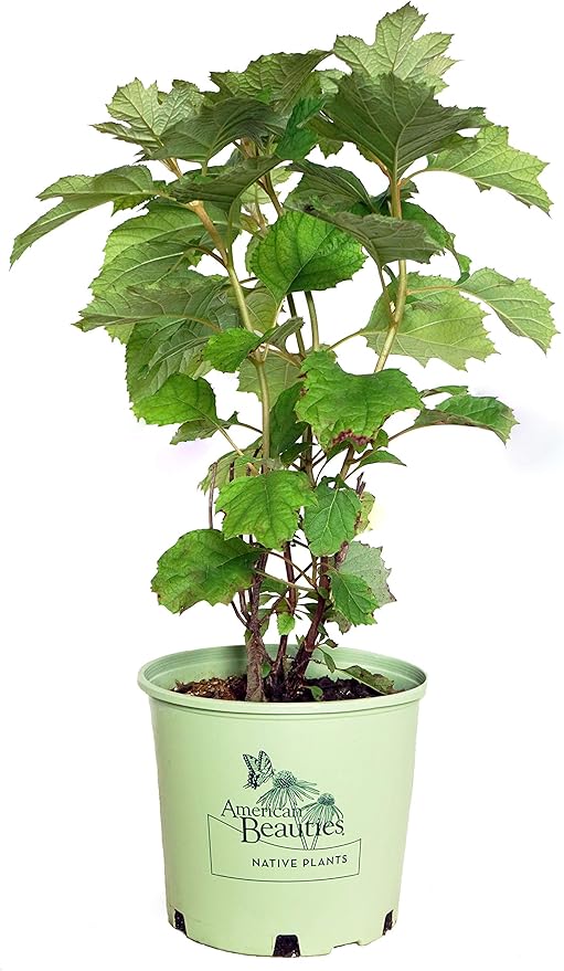 Green Promise Farms Hydrangea que. `Alice` (Oakleaf) Shrub, 3 Gallon, white flower