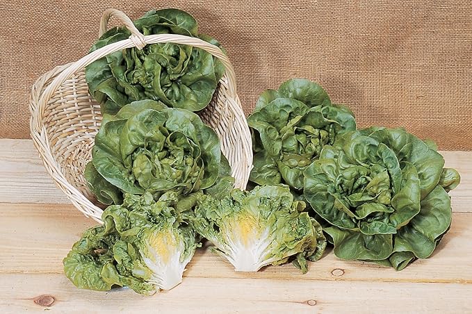 Burpee Burpee Bibb Lettuce Seeds 2500 seeds