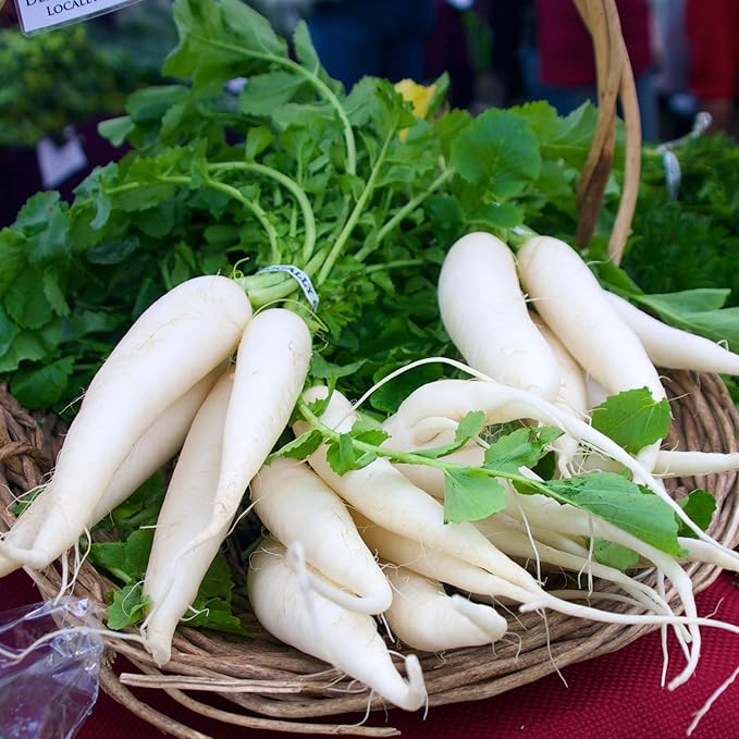 Daikon Minowase Radish Seeds for Planting, Over 450 Seeds - Non-GMO, Heirloom - Woods Creek Seeds