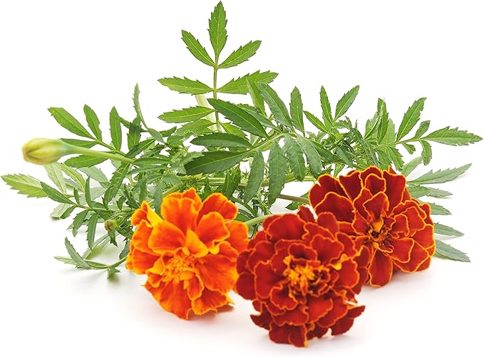 Marigold Seeds for Planting French Marigold Flower Seeds Mix - About 500 Seeds