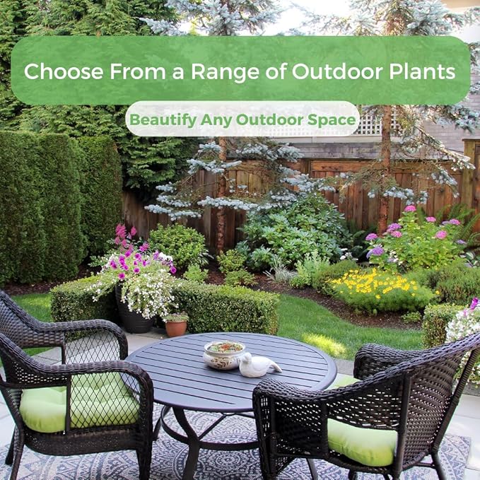 American Plant Exchange Live Arbequina Olive Tree, Fruit Bearing, Plant Pot for Home and Garden Decor, 5-Inch Pot, 1.5 Ft Tall