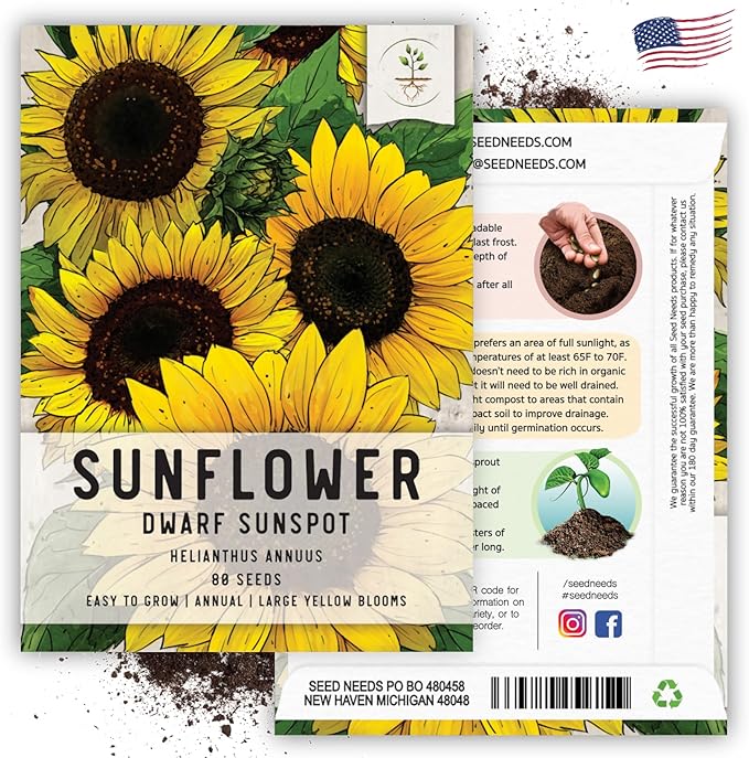 Seed Needs, Dwarf Sunspot Sunflower Seeds - 80 Heirloom Seeds for Planting Helianthus annuus - Attracts Butterflies & Pollinators, Grows 2 Feet Tall (5 Packs)