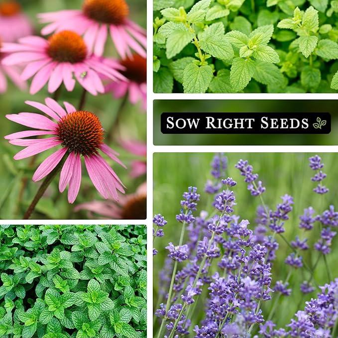 Sow Right Seeds - Herbal Tea Collection - Lemon Balm, Chamomile, Mint, Lavender, Echinacea Herb Seed for Planting; Non-GMO Heirloom Seed, Instructions to Plant Indoor or Outdoor; Gardening Gift