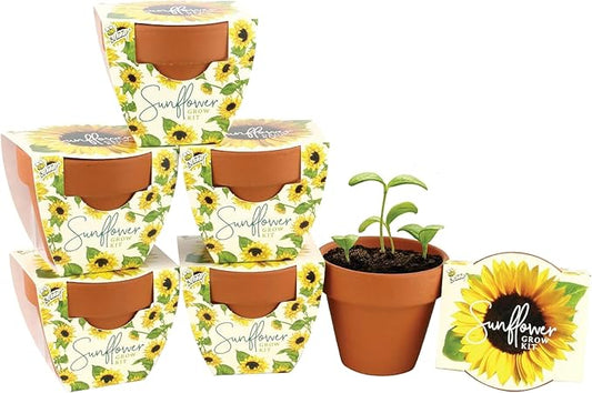 BUZZY Seeds Terracotta Mini Grow Pots | Herb, Plant, Flower Starter Kit for Kids & Adults | Mini Sunflower 6-Pack, Daydream Collection | Guaranteed to Grow | Best Indoor-Outdoor Gardening Gift