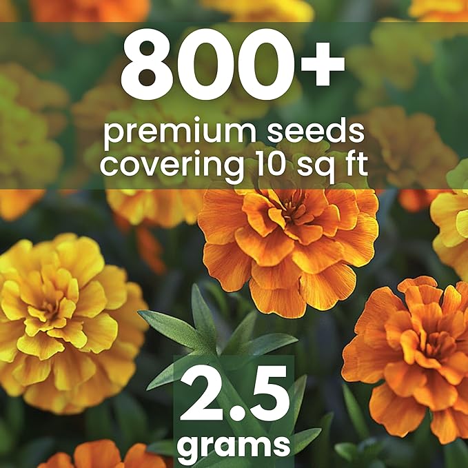 African Marigold Crackerjack - Large 2,500mg Envelope - 500 Flower Seeds for Planting - Tagetes erecta