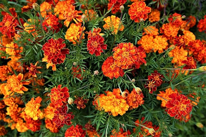 Marigold Seeds for Planting French Marigold Flower Seeds Mix - About 500 Seeds