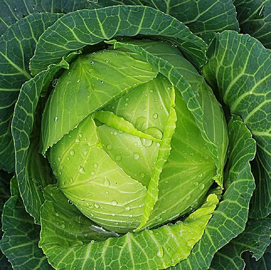 Cabbage Seeds for Planting – Non-GMO Heirloom Vegetable Seeds – Full Instruction Packets to Plant in Your Home Outdoor Garden – Gardening Gift – 200 Copenhagen Cabbage Seeds Per Pack (3 Packets)