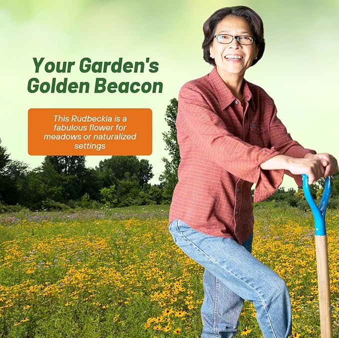 Outsidepride Indian Summer Gloriosa Daisy Seeds – 400 Pcs Perennial Rapid Growing, Heat & Drought Tolerant Rudbeckia Hirta Daisy Flower Seeds for Vibrant Meadows & Garden Borders (AAS Winner)