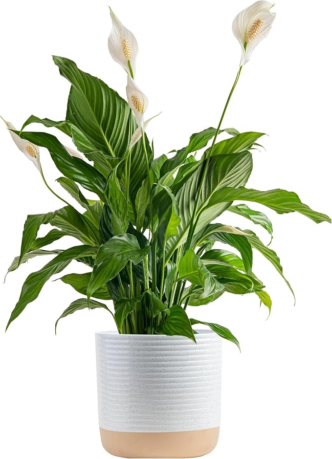 Costa Farms Peace Lily Plant, Live Indoor Houseplant with Flowers Potted in Indoors Garden Plant Pot, Air Purifying Potting Soil, Birthday, New House Gift, Home, Office and Room Decor, 2-3 Feet Tall