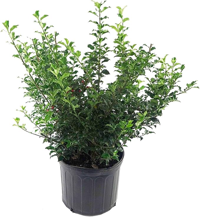 Ilex X meserveae 'Blue Princess' (Blue Holly) Evergreen, #3 - Size Container