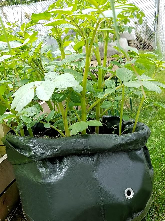 ANPHSIN 4 Pack 10 Gallon Garden Potato Grow Bags with Flap and Handles Aeration Fabric Pots Heavy Duty Vegetable Planter Bag for Tomato, Fruits