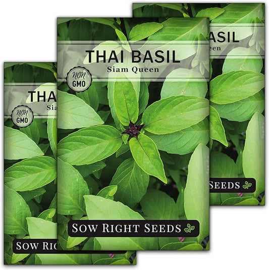 Sow Right Seeds - Sweet Large Leaf Thai Basil Seed for Planting - Non-GMO Heirloom Packet with Instructions to Plant a Kitchen Herb Garden - Indoors or Outdoor - Great for Hydroponic Growing (3)