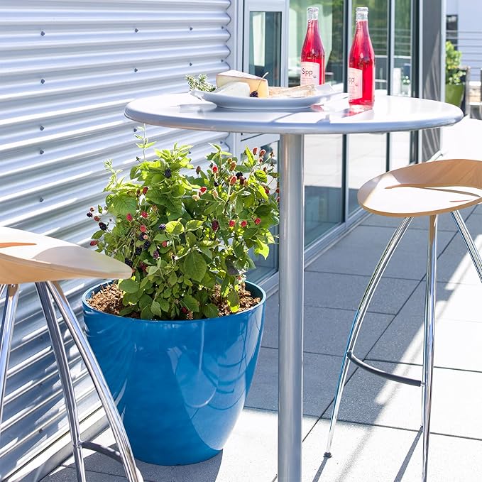 2g Bushel and Berry BlackBerry Baby Cakes