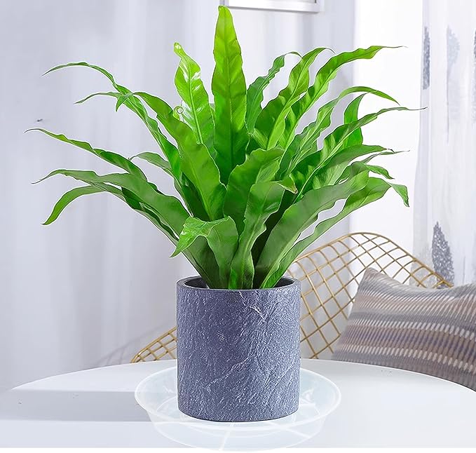 6 Pack Plant Saucer Drip Tray 11 12 inch, Pot Base for Plants Indoor, Heavy Sturdy Plastic Planter Flower Pot Saucers for Outdoor Garden, Plant Water Drip Trays for pots (12", Clear)