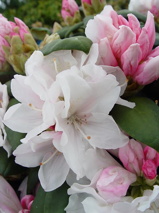 Rhododendron yak. 'Princess' (Rhododendron) Evergreen, light pink flowers that ages to white, #2 - Size Container