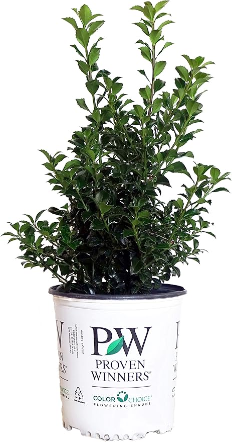 Proven Winners - Ilex x meserveae Castle Spire (Holly) Evergreen, , 3 - Size Container
