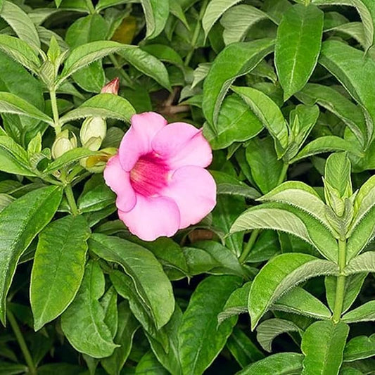 CHUXAY GARDEN Allamanda Blanchetii Seed 100 Seeds Purple Allamanda Evergreen Flowering Plant Highly Fragrant Eye-catching Decoration