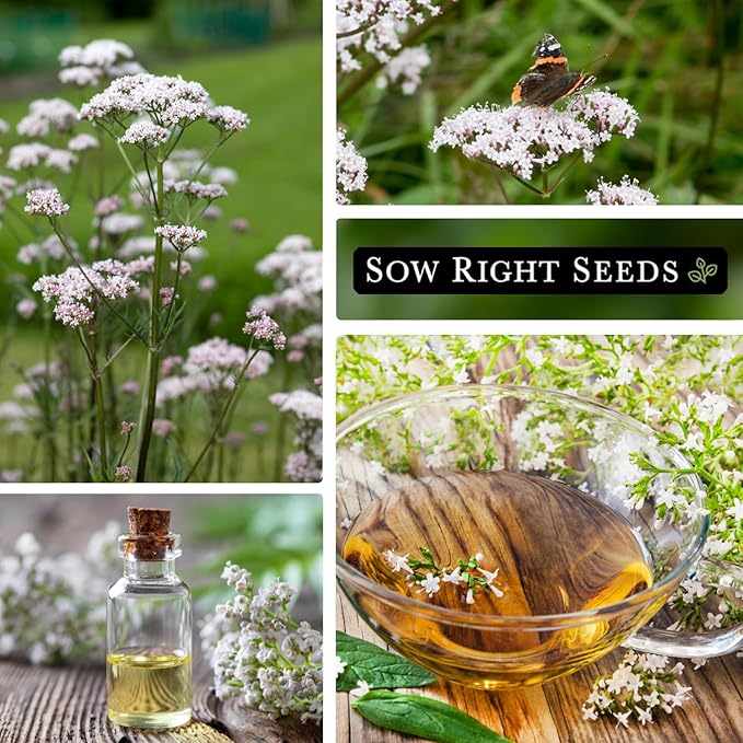 Sow Right Seeds - Valerian Seeds for Planting - Non-GMO Heirloom Packet with Instructions to Plant an Outdoor Herb Garden - Fragrant with Medicinal Benefits - Valerian Root for Sleep & Calm (2)