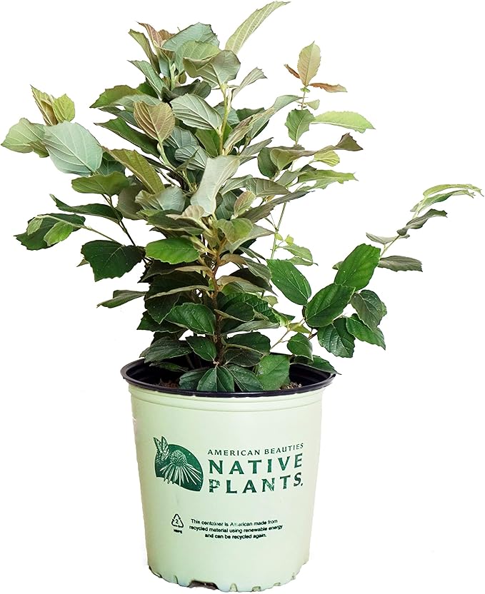 American Beauties Native Plants - Fothergilla major (Large Fothergilla) Shrub, white flowers, #2 - Size Container