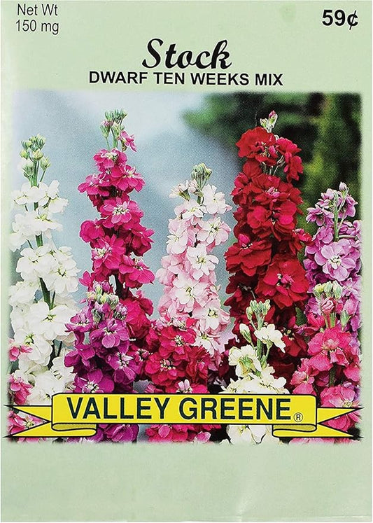 Set of Flower Seed Packets! Flower Seeds in Bulk - Great for Creating The Garden of Your Dreams! (100, Stock - Dwarf Ten Weeks)
