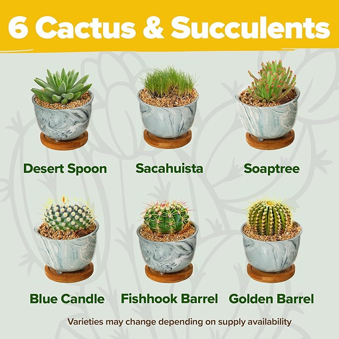HOME GROWN Deluxe Succulent & Cactus Seed Grow Kit - Complete Indoor Plant Kit with Cactus Seeds, Potting Soil, Ceramic Pots, Drip Trays, and Grow Guide for Plant Enthusiasts