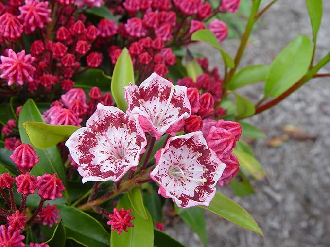 Kalmia LAT. 'Kaleidoscope' (Mountain Laurel) Evergreen, 2-Size Container, red w/White Flowers