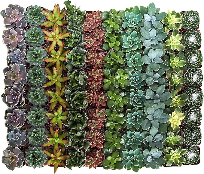 Shop Succulents Assorted Succulent Plant Pack Bulk Collection - Live Mini Succulent Plants, Low Maintenance, Mixture of Colors & Textures - Wedding and Party Favors, Gift & Garden, Pack of 256