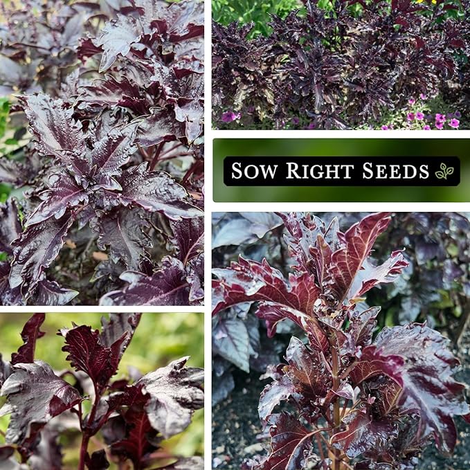 Sow Right Seeds - Purple Ruffles Basil Seeds for Planting - Non-GMO Heirloom Packet with Instructions - Indoors or Outdoor - Great for Hydroponics or Growing Kitchen Herb Garden - Purple Leaves (1)