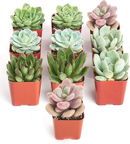 Shop Succulents Rosette Succulent Plant Pack Collection - Live Mini Succulent Plants, Low Maintenance, Floral Shaped Mix of Colors & Textures - Wedding and Party Favors, Gift & Garden, Pack of 10