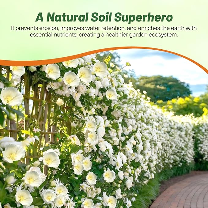 Outsidepride 1/4 lb. Annual Eschscholzia California Poppy White Linen Wild Flower Seeds