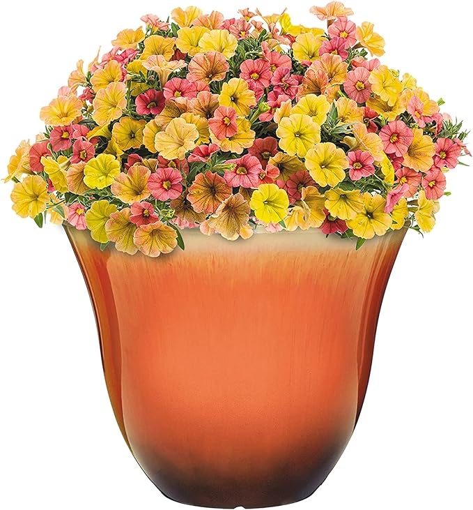 Classic Home and Garden Honeysuckle Resin Flower Pot Planter, Tequila Sunrise, 13"