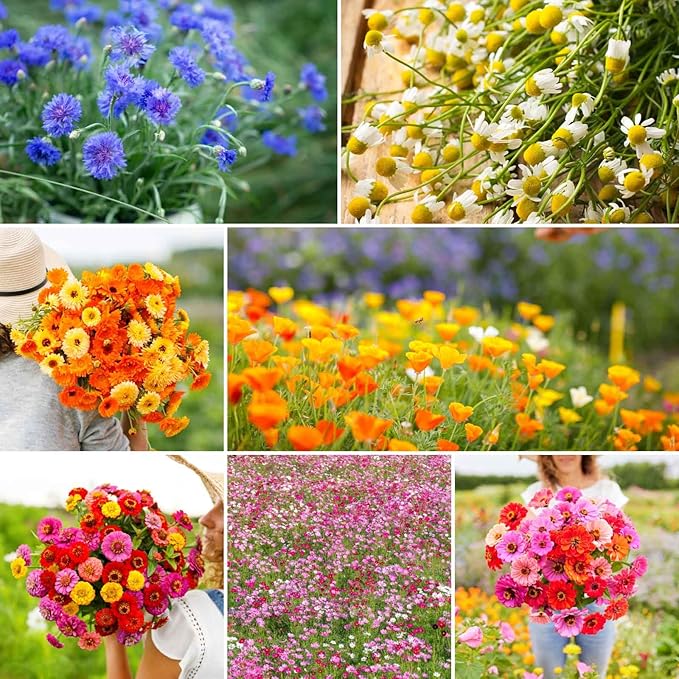 Eden Brothers Field Day Flower Mixed Seeds for Planting, 1/4 lb, 120,000+ Seeds with Zinnia Lilliput, Calendula Mix | Attracts Pollinators, Plant in Spring or Fall, Zones 3, 4, 5, 6, 7, 8, 9, 10