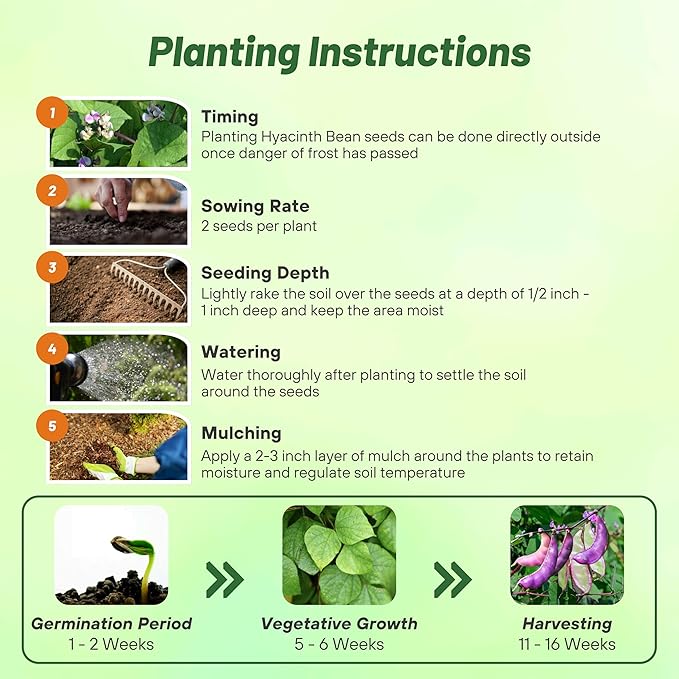 Outsidepride 200 Seeds Perennial Dolichos Lablab Hyacinth Bean Vine & Flower Seed Mix for Planting