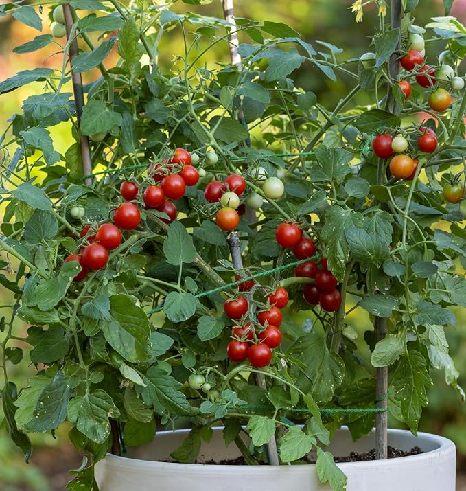 Burpee 'Sweetheart of the Patio', Red Cherry Tomato, 10 Non-GMO Seeds