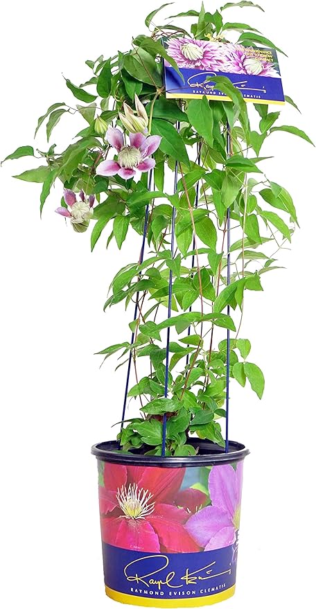 Raymond Evison Clematis - Clematis Josephine (Clematis) Perennial, double lilac pink flowers, 8`` - Size Container