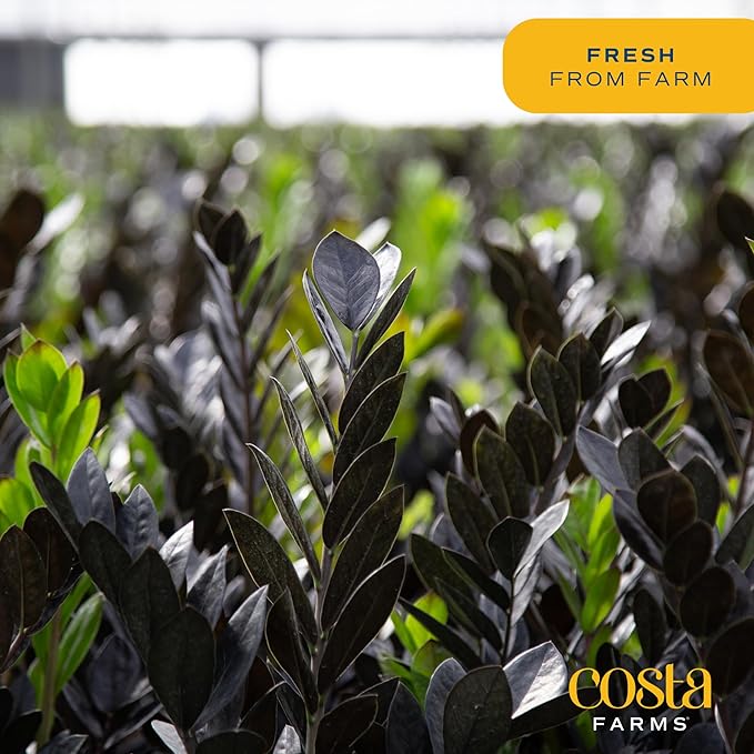 Costa Farms ZZ Live Indoor Tabletop Plant in 6-Inch Grower Pot