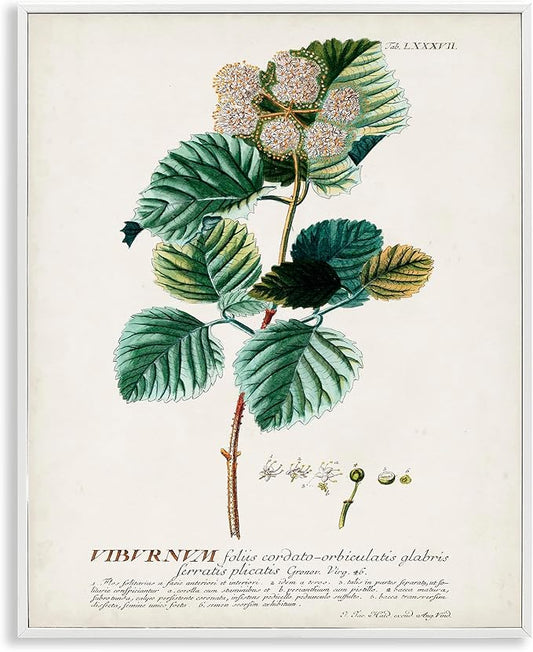 Stupell Industries Botanical Plant Illustration Seeds Vintage Design, Design by World Art Group, White Framed, 24 x 30