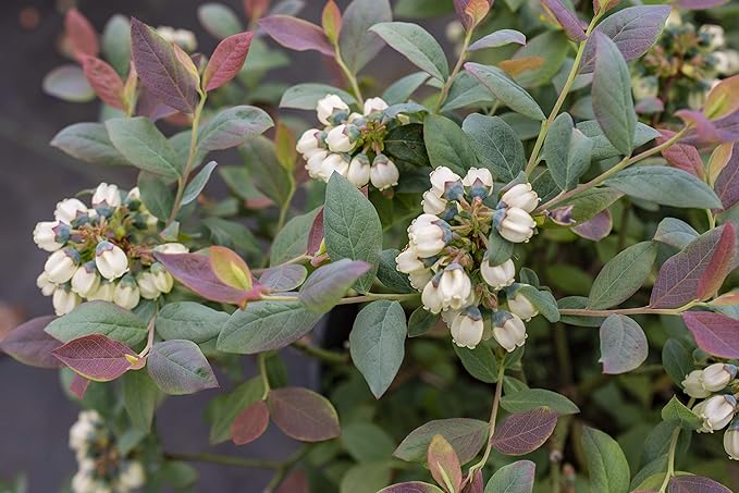 Bushel and Berry™ - Vaccinium Pink Icing (Blueberry) Edible-Shrub, , #2 - Size Container