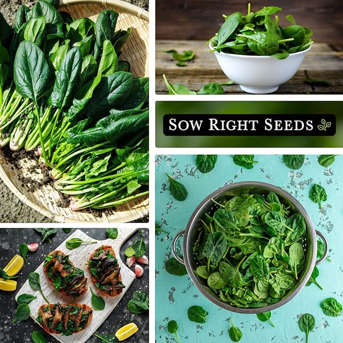 Sow Right Seeds - Viroflay Spinach Seed for Planting - Non-GMO Heirloom Packet with Instructions to Plant a Vegetable Garden - Grow Leafy Green Nutritious Superfood - Hydroponic Growing Friendly (1)