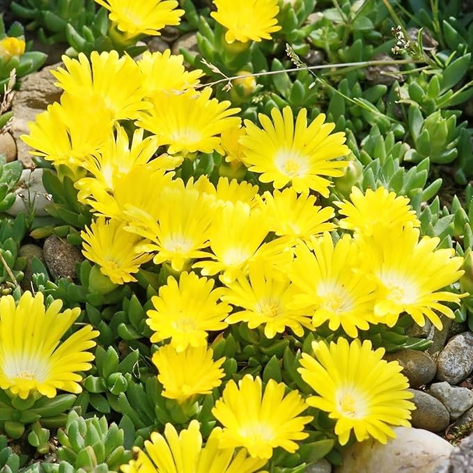 Yellow Ice Plant Seeds Evergreen Ornamental Edible Attract Butterflies Drought Tolerant Ground Cover Rock Garden Outdoor Bed 100Pcs Flower Seeds by YEGAOL Garden