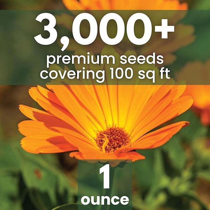 Calendula Pacific Beauty - Large 1 Ounce Packet - 3,000 Flower Seeds for Planting - Calendula officinalis