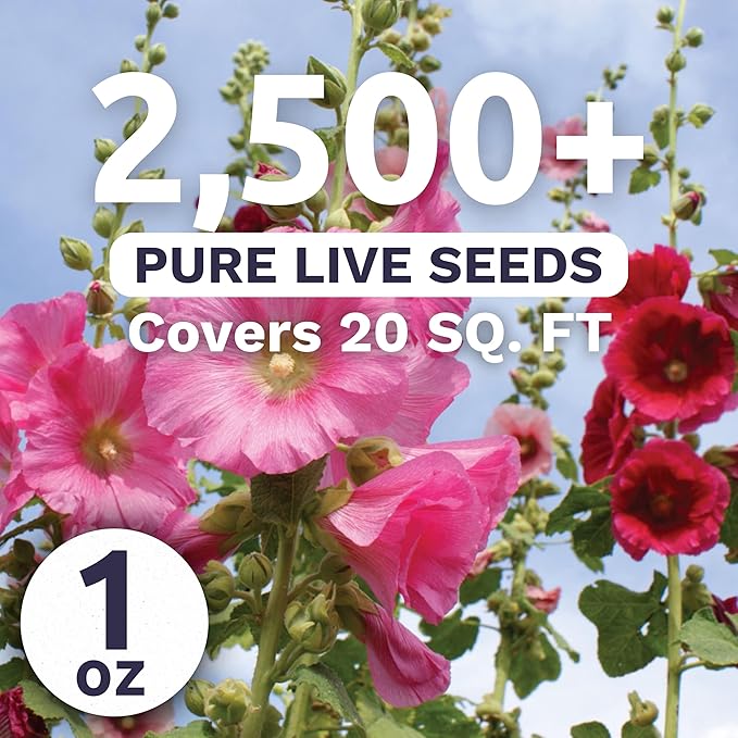 Hollyhock Single - Mixed Colors - Large 1 Ounce Packet - 2,500 Flower Seeds for Planting - Alcea rosea