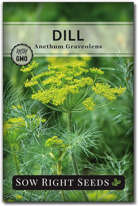 Sow Right Seeds - Dill Seed for Planting - Non-GMO Heirloom Packet with Instructions to Plant and Grow Herb Garden - Indoors or Outdoors - Homemade Dill Pickles - Wonderful Companion Plant (1)